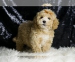 Small #3 Maltipoo
