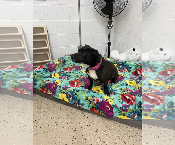 Medium Photo #8 Mutt Puppy For Sale in York, SC, USA