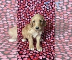 Small Photo #4 Goldendoodle Puppy For Sale in CITRUS HEIGHTS, CA, USA