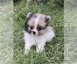 Small #8 Pomeranian