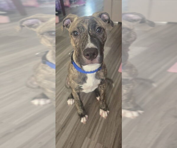 Medium Photo #2 American Staffordshire Terrier-Unknown Mix Puppy For Sale in Brewster, NY, USA