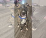 Small #1 American Staffordshire Terrier Mix