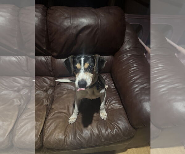 Medium Photo #3 Beagle-Unknown Mix Puppy For Sale in Plainfield, IL, USA