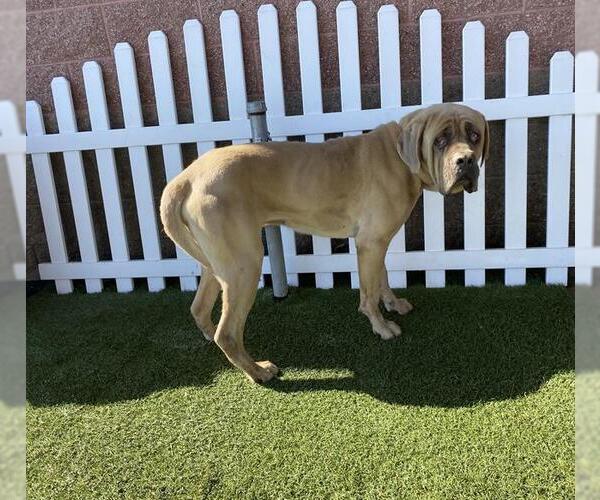 Medium Photo #1 Mutt Puppy For Sale in Modesto, CA, USA