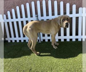 Mutt Dogs for adoption in Modesto, CA, USA