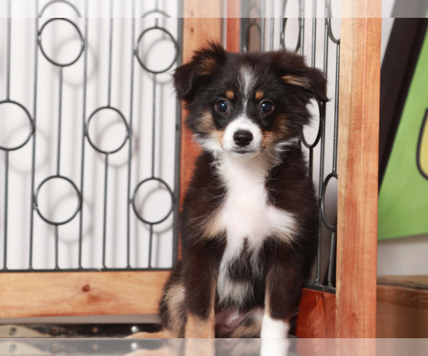 Medium Photo #3 Miniature Australian Shepherd Puppy For Sale in NAPLES, FL, USA