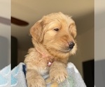 Small #1 Goldendoodle