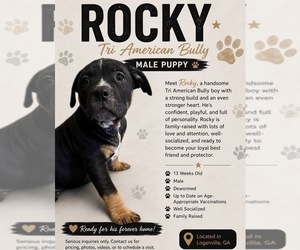 Medium American Bully