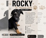 Puppy Rocky American Bully
