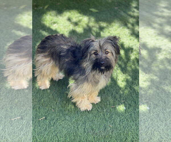 Medium Photo #6 Mutt Puppy For Sale in Dana Point, CA, USA