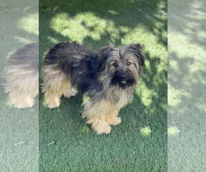 Ella and Shelby - Female Mutt Dog for Adoption - Photo #6
