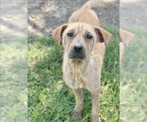 Labrador Retriever-Unknown Mix Dogs for adoption in Conroe, TX, USA