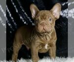 Puppy Snickers AKC French Bulldog