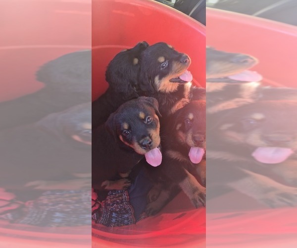 Medium Photo #2 Rottweiler Puppy For Sale in FRESNO, CA, USA
