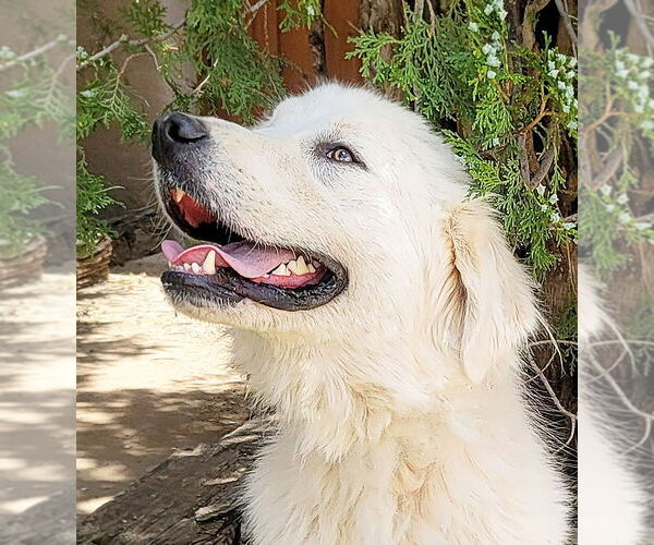 Medium Photo #1 Great Pyrenees Puppy For Sale in Albuquerque, NM, USA