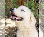 Small Great Pyrenees