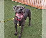 *BUMBLEBOTTOM - Male Mutt Dog for Adoption - Small photo