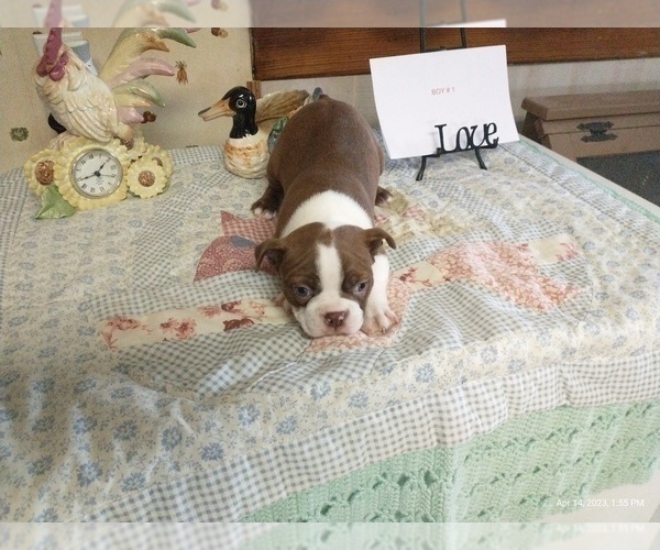 Full screen Photo #1 Boston Terrier Puppy For Sale in MOUNT STERLING, OH, USA