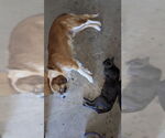 Small #3 Anatolian Shepherd-Pembroke Welsh Corgi Mix
