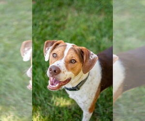 Beagle-Unknown Mix Dogs for adoption in Germantown, OH, USA