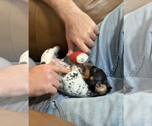 Dachshund Puppy for sale in GOOSE CREEK, SC, USA