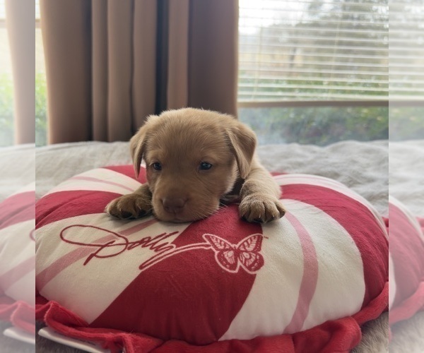 Medium Photo #2 Labrador Retriever Puppy For Sale in ELIZABETH, WV, USA