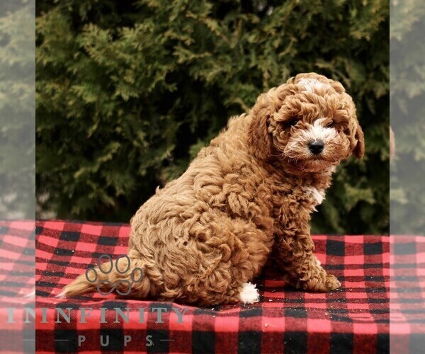 Medium Photo #2 Poodle (Miniature) Puppy For Sale in LEOLA, PA, USA