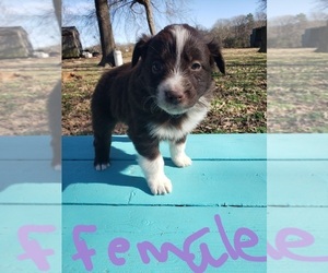 Australian Shepherd Puppy for sale in TYLER, TX, USA