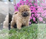 Puppy 7 Chow Chow