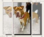 Small #3 Boxer Mix