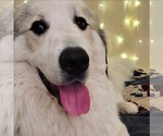 Small #1 Great Pyrenees