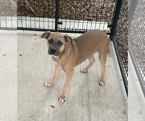 Lily - Female Mutt Dog for Adoption - Photo #3