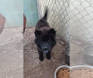 Chow Chow-Unknown Mix Dogs for adoption in Grafton, WI, USA