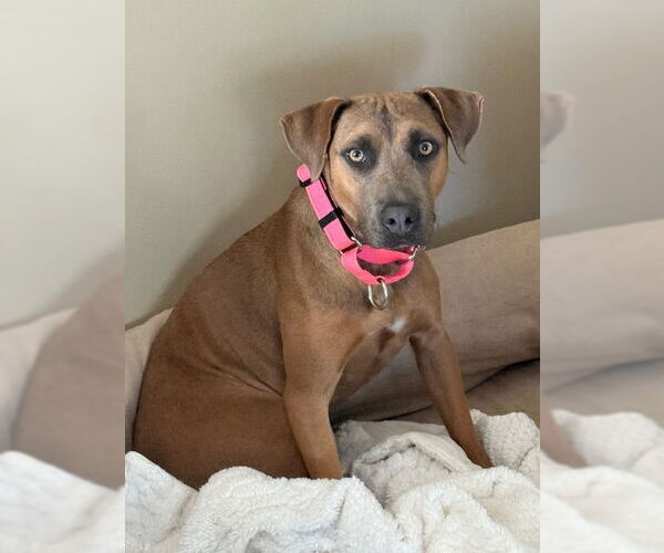 Medium Photo #7 Mountain Cur-Unknown Mix Puppy For Sale in Oakhurst, NJ, USA