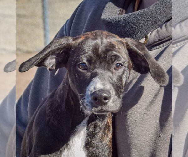Medium Photo #5 Boxer-Plott Hound Mix Puppy For Sale in Huntley, IL, USA