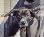Small #4 Boxer-Plott Hound Mix