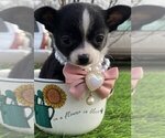 Puppy Puppy 5 Chihuahua