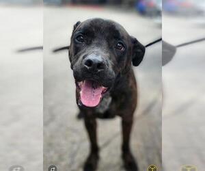 Labrador Retriever-Unknown Mix Dogs for adoption in San Antonio, TX, USA