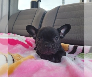 French Bulldog Puppy for sale in SANTA CLARITA, CA, USA