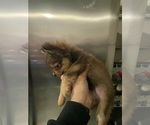 Small Photo #1 Chiranian Puppy For Sale in CRESTVIEW, FL, USA