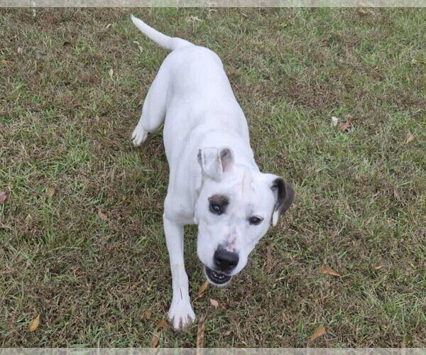 Medium Photo #4 American Bulldog-Unknown Mix Puppy For Sale in Anniston, AL, USA