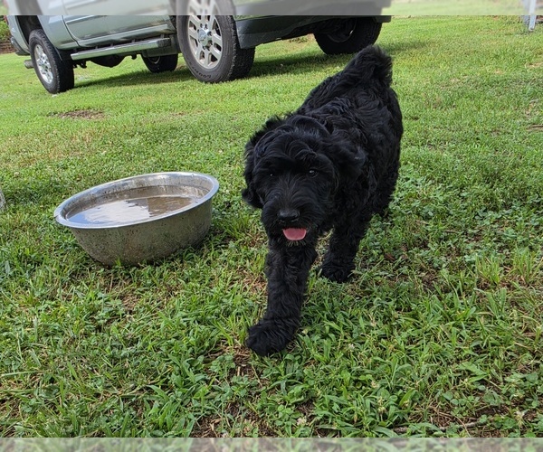 Medium Photo #4 Goldendoodle Puppy For Sale in FYFFE, AL, USA