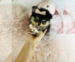 Image preview for Ad Listing. Nickname: Pomeranian