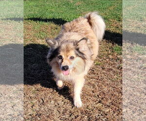 Pomeranian-Unknown Mix Dogs for adoption in Unionville, PA, USA