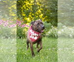 Small #3 American Pit Bull Terrier Mix