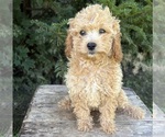 Small #3 Cockapoo (Miniature)