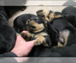 Small Photo #20 Rottweiler Puppy For Sale in ROSEBURG, OR, USA