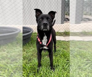 American Pit Bull Terrier Dogs for adoption in Rosenberg, TX, USA