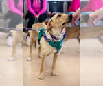 Small #3 Labrador Retriever Mix