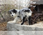 Small #3 Australian Shepherd